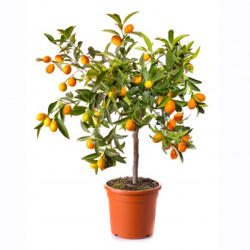 Kamkuat Fidanı 4 Yaşında